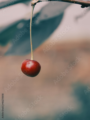 One ripe cherry on a blurry background.  Red berry close-up. © Oleksii