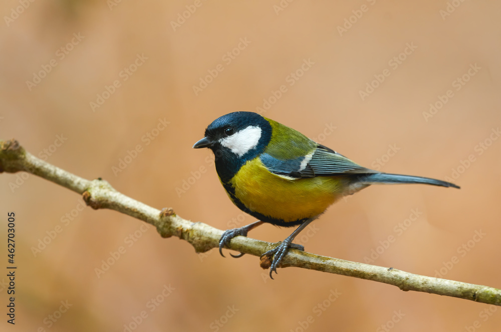 Obraz premium Beautiful great tit (Parus major)