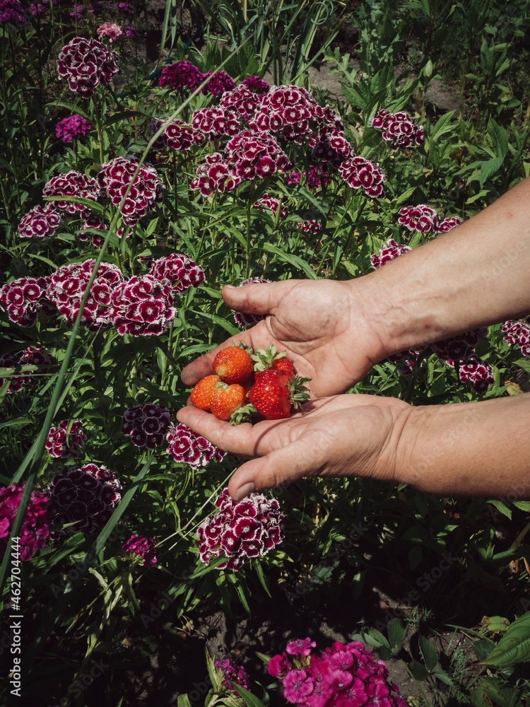 hands holding strawberries hands holding strawberries