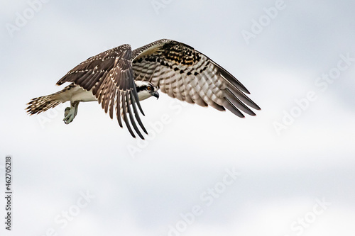 Osprey Hawk Hover in Search of Fish on Winter Day