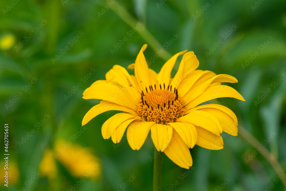 yellow chamomile blooms beautifully on the lawn. High quality photo yellow chamomile blooms beautifully on the lawn. High quality photo