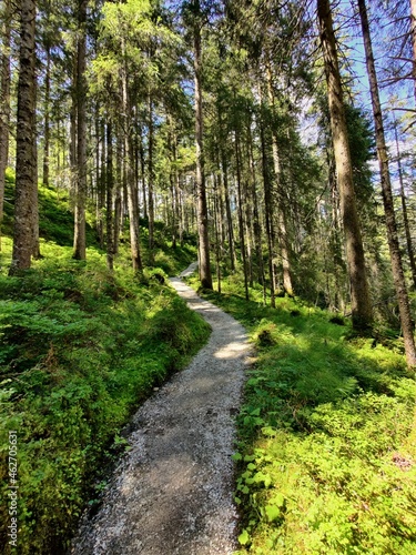 Waldweg im Habachtal