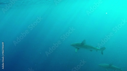 Wallpaper Mural Galapagos Shark Torontodigital.ca