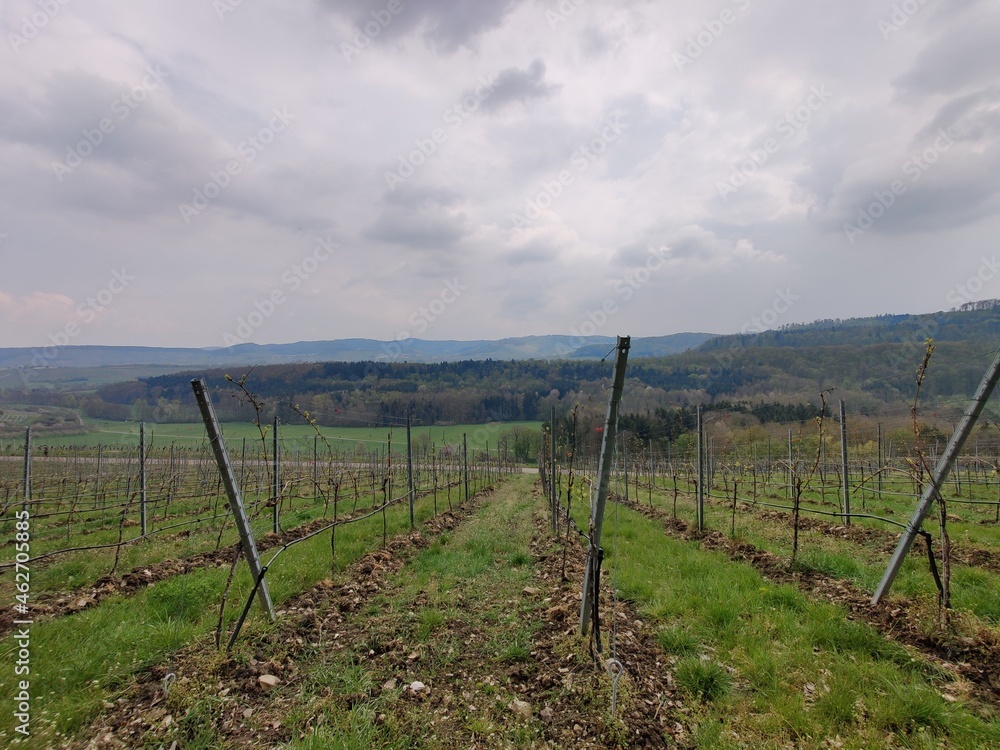 Obraz premium Weinberge