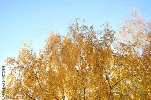 Golden fall birch tree leaves in sunlight on blue sky background photo