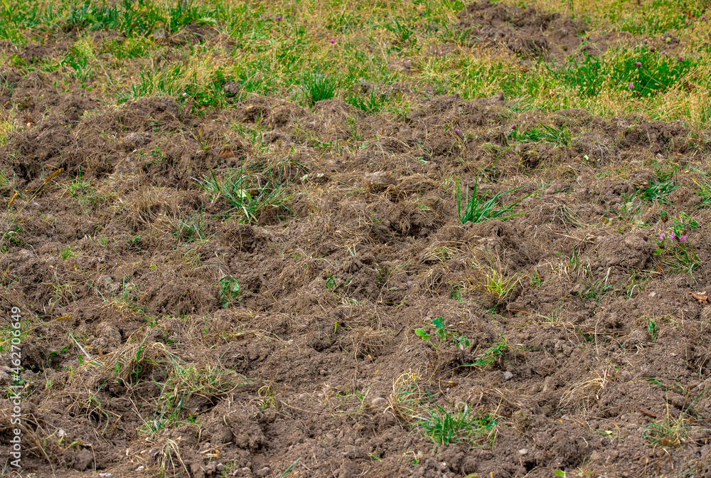a field dug by wild boars a field dug by wild boars