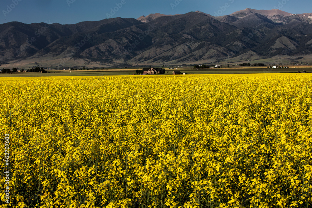 Canola fields ripe for harvest in Gallatin Valley before the Bridger Mountains, Belgrade, Montana