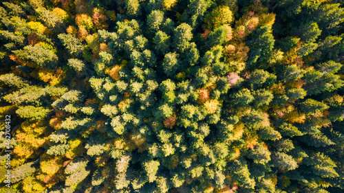 Forest and tree landscape texture background. Aerial top view forest in autumn. Texture of forest view from above.