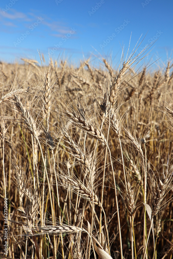 Fototapeta premium Closeup of a barley field with a blue sky