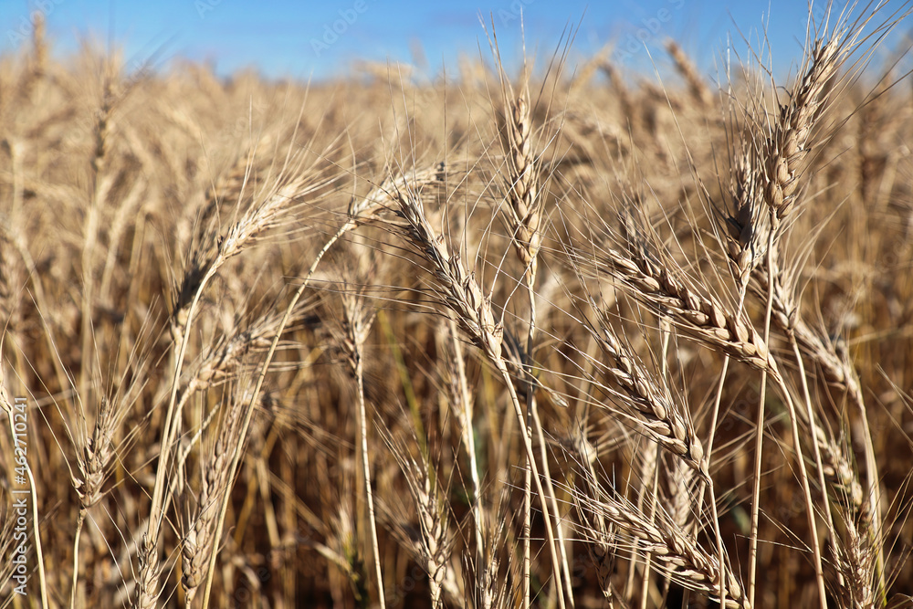 Obraz premium Closeup of a barley field with a blue sky