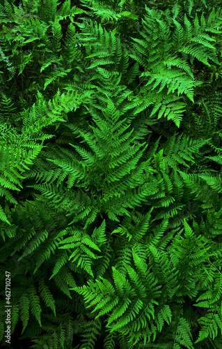 Natural background of green grass texture of green leaves, dark-toned wallpaper, rainforest ecology concept