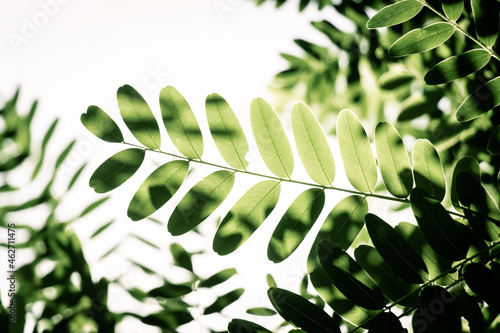 Bild auf Leinwand Green leaves isolated on white background for montage product display or design