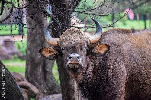 Portrait of an Indian Bison standing in a forest, India photo
