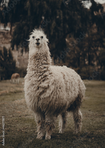 Llama en el monte- Perú