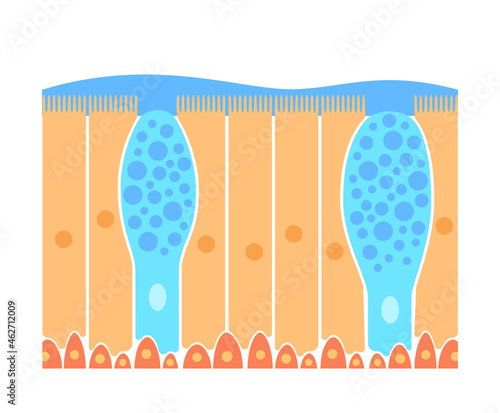 Nasal epithelium concept