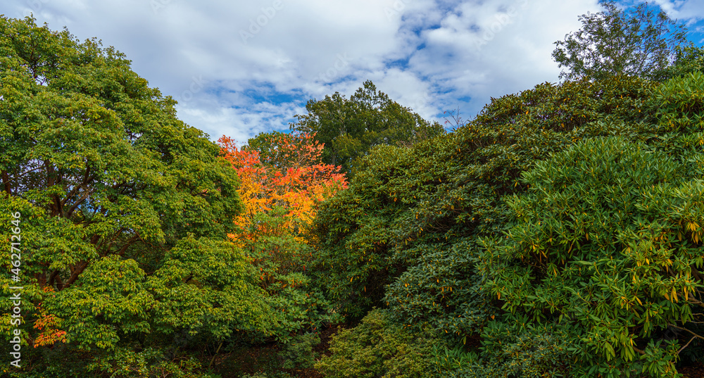 beautiful yellows, reds and oranges of japanese maple acer trees in autumn beautiful yellows, reds and oranges of japanese maple acer trees in autumn