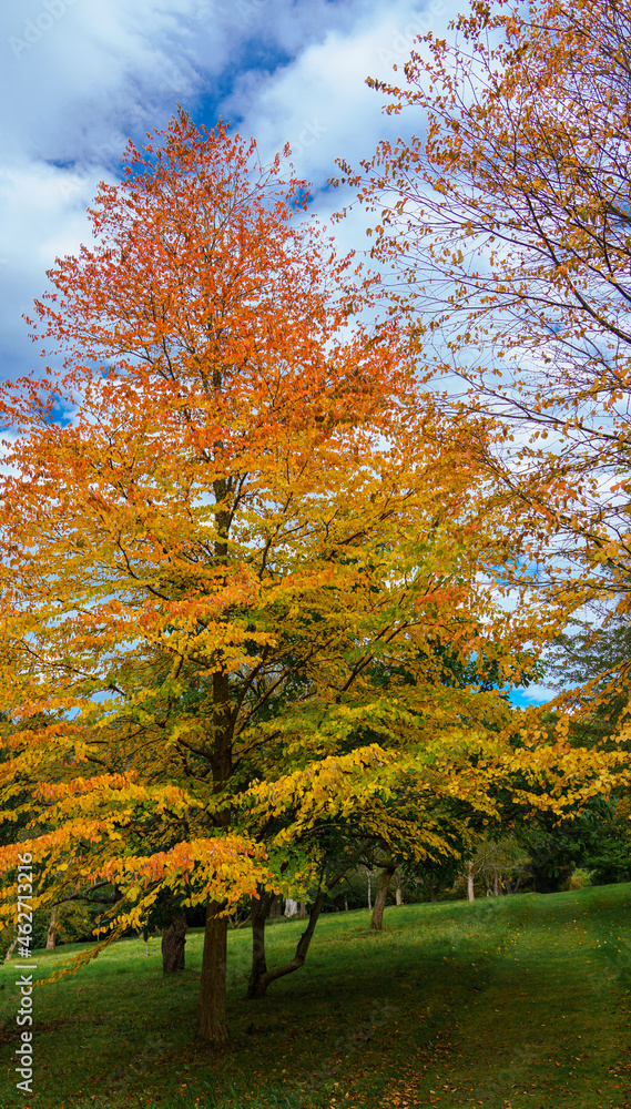 Naklejka premium beautiful yellows, reds and oranges of japanese maple acer trees in autumn