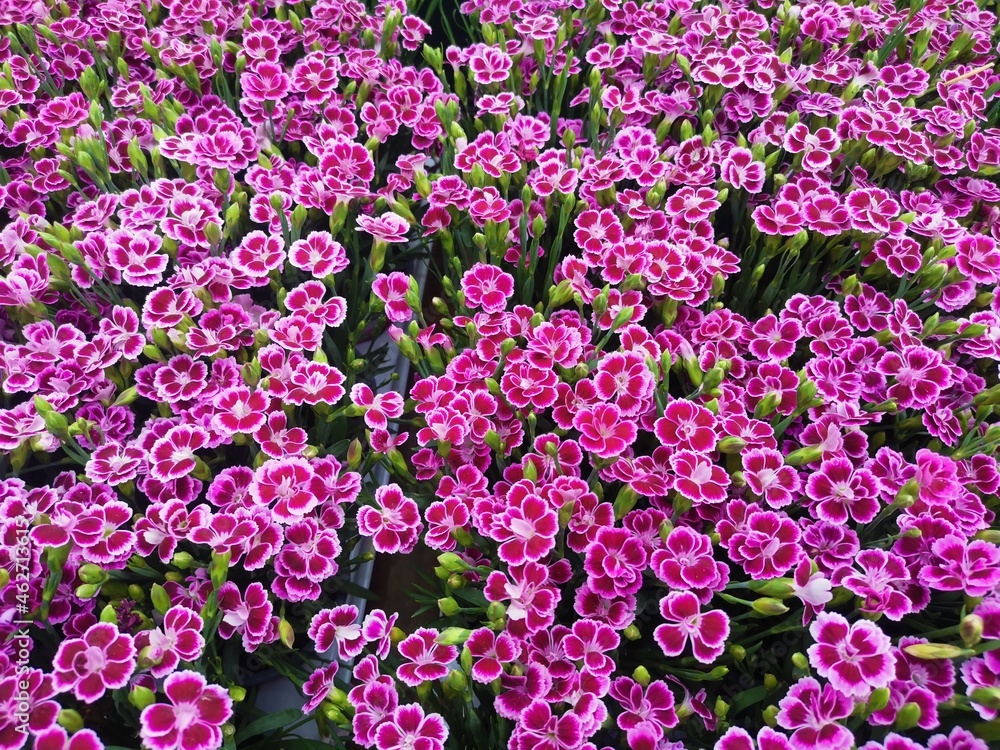 Full frame image of small variegated pink flowers showing petal detail Full frame image of small variegated pink flowers showing petal detail