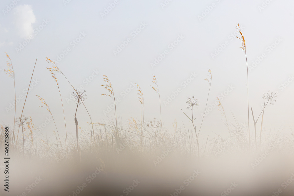 Reed against sky Reed against sky