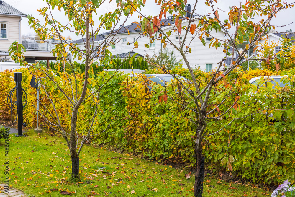 Beautiful view of fallen leaves on grass. Autumn landscape. Autumn season concept. Sweden. Beautiful view of fallen leaves on grass. Autumn landscape. Autumn season concept. Sweden.