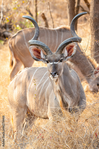 Kudu bull looking at the camera