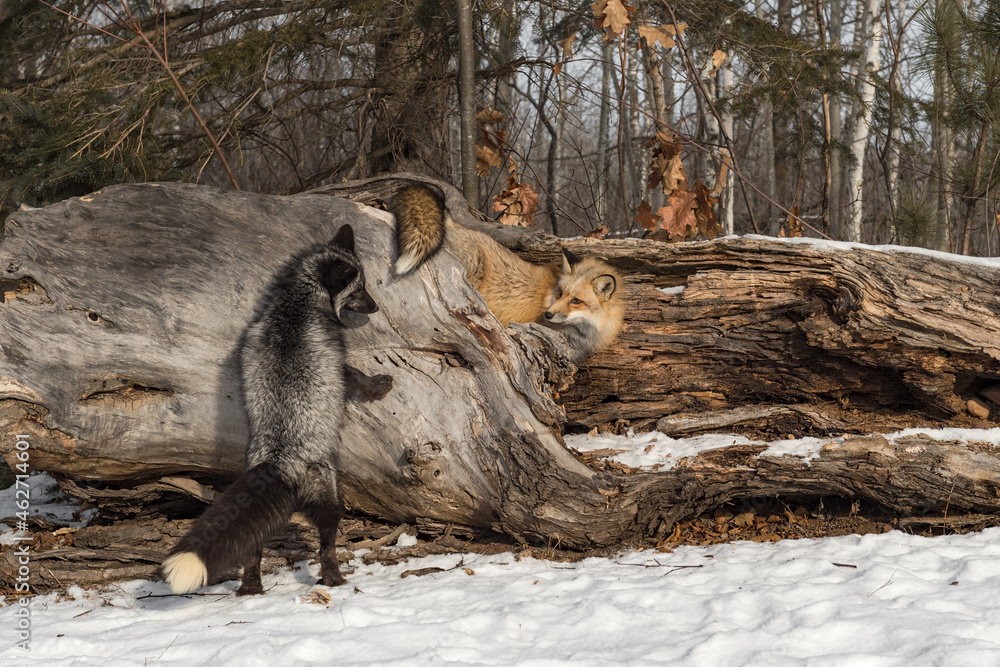 Fototapeta premium Silver Fox (Vulpes vulpes) and Red Fox Look at Each Other Around Log Winter