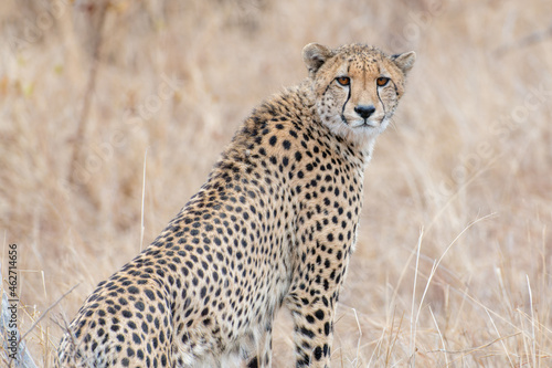 Portrait of a cheetah looking at the camera