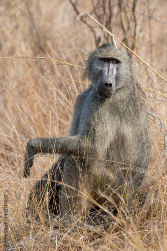 A Chacma baboon sitting in the sun