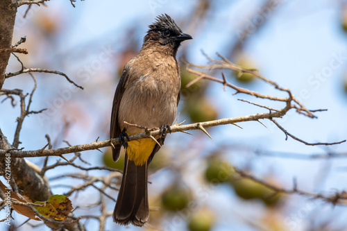 Dark-capped bulbul in a tree