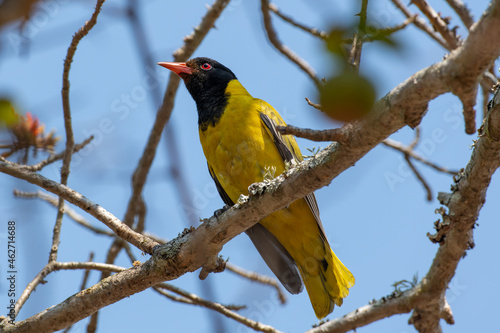 Black-headed Oriole perched on a branch