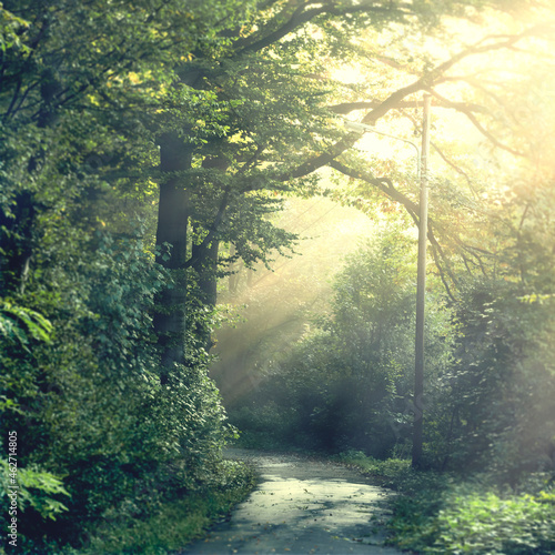 Country road in morning light photo