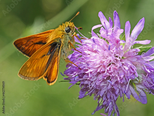 tozza farfallina (Ochlodes silvanus) su knautia photo