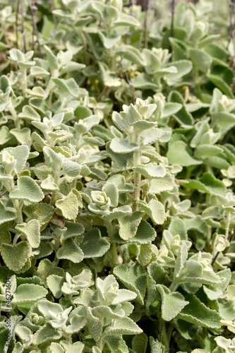 Homeopathic plant (Ballota acetabulosa, Lamiaceae) grows in the mountains