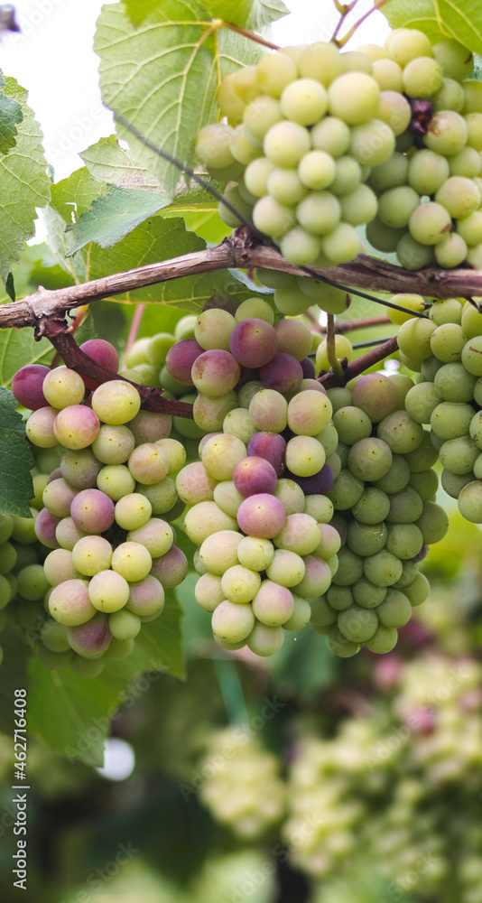 Grape cultivation in the municipality of Valle del Cauca Colombia.