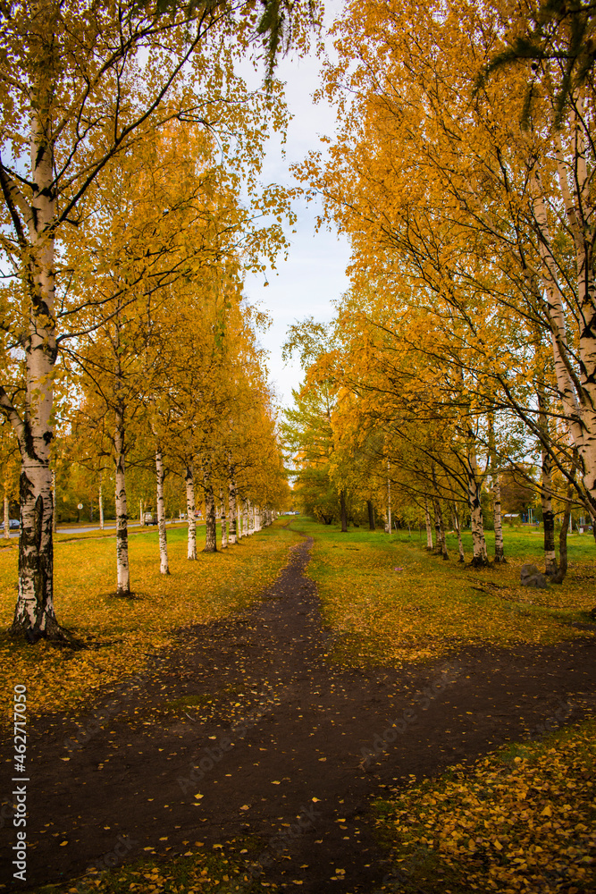 Fototapeta premium Yellow trees in the autumn park