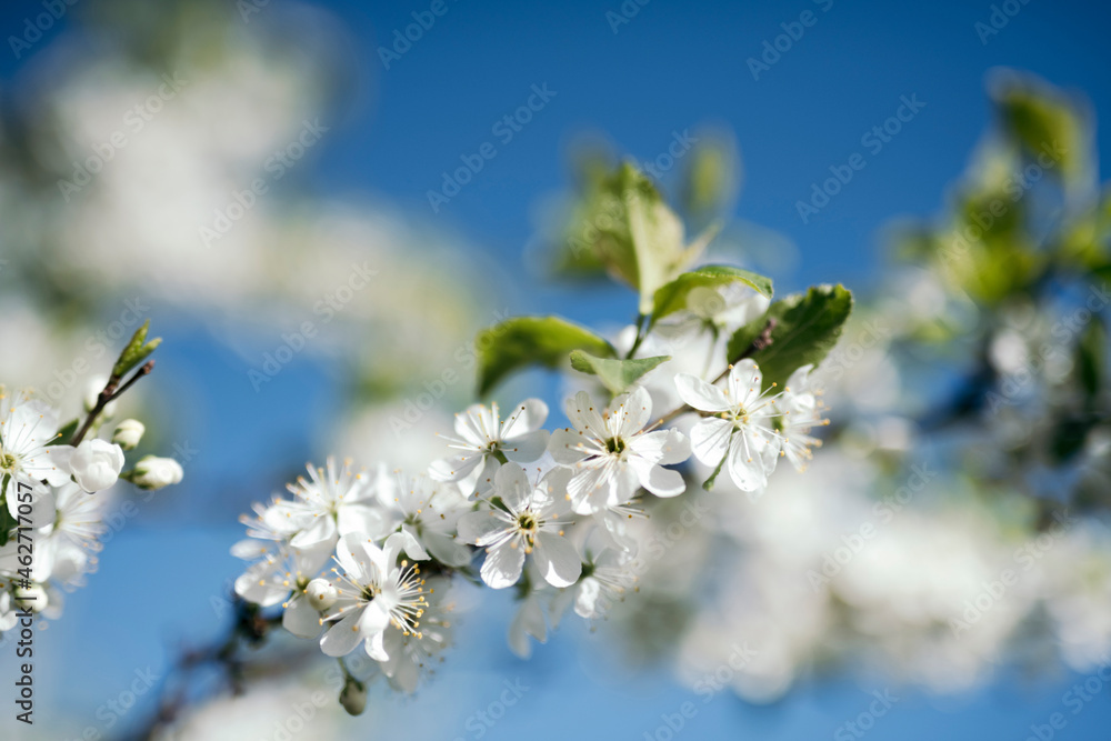 White cherry blossoms against blue sky White cherry blossoms against blue sky