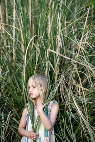 Portrait of blond little girl in front of Pampas grass photo