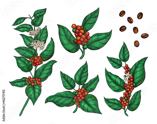 Vector botanical set of Coffea plant illustration with leaves, flowers and ripe coffea arabica fruits. Coffee tree sketch isolated drawing for package. 