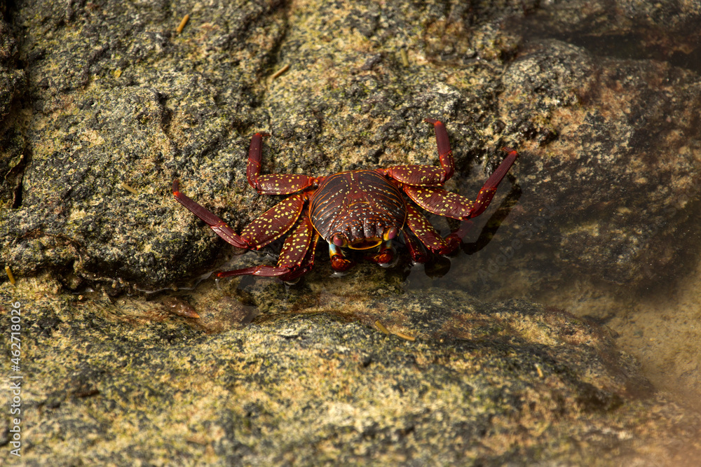 Sally Lightfoot crab, red rock crab, abuete negro (Grapsus grapsus). Sally Lightfoot crab, red rock crab, abuete negro (Grapsus grapsus).