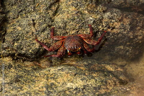 Sally Lightfoot crab  red rock crab  abuete negro  Grapsus grapsus .