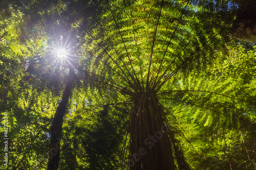 New Zealand, North Island, Sun shining through leaves of tree ferns in Pihanga Scenic Reserve photo