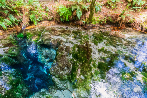 New Zealand, Oceania, North Island, Rotorua, Hamurana Springs Nature Reserve, Close-up of Hamurana stream photo