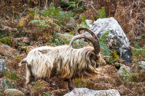 Wild mountain goat, feral showing horns amongst bracken. photo