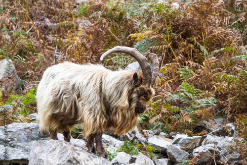 Wild mountain goat, feral showing horns amongst bracken standing on rocks. photo