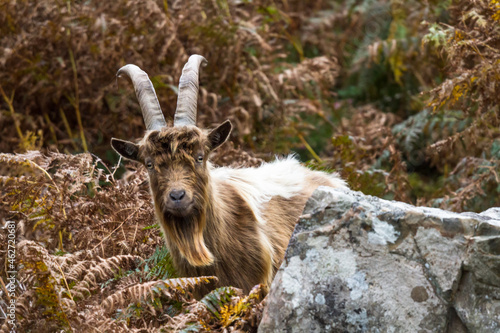 Wild mountain goat, feral showing horns amongst bracken looking at camera. photo