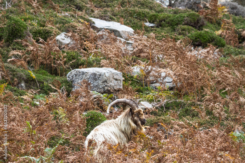 Wild mountain goat, feral in fern bracken and rocky area, landscape.