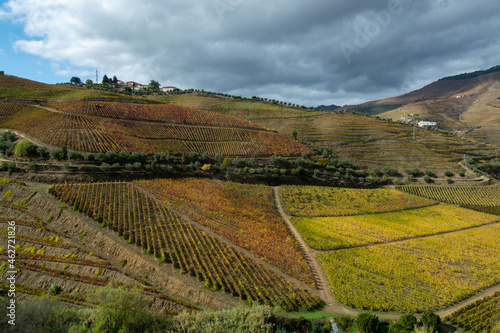 Panoramic view on Douro river valley and colorful hilly stair step terraced vineyards in autumn  wine making industry in Portugal