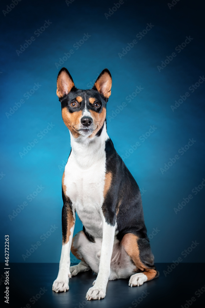 Young dog of african basenji breed of tricolor color black and orange and white sitting against blue background
