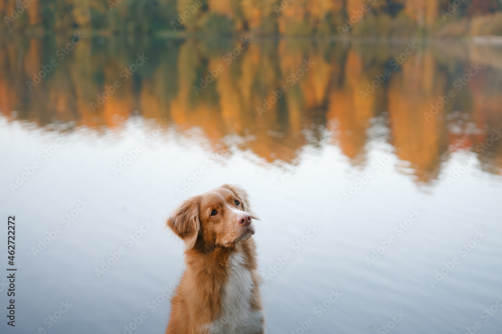 dog on the lake at dawn in autumn. Nova Scotia duck tolling retriever in nature.