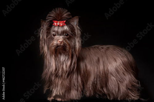 Fototapeta Naklejka Na Ścianę i Meble -  Beautiful Yorkshire terrier dog with long hair of dark brown chocolate color on black background